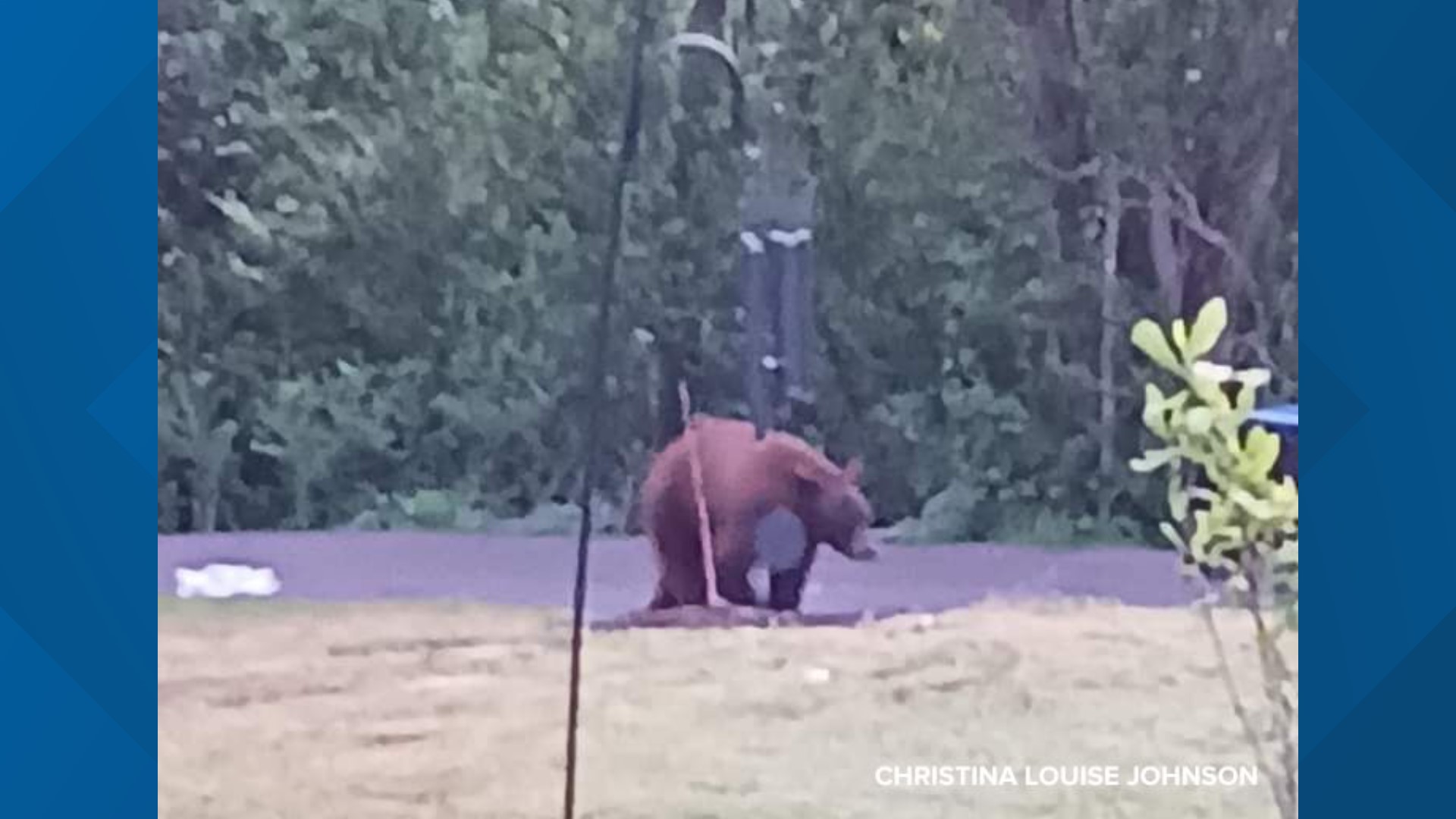 More black bear sightings reported in Festus area