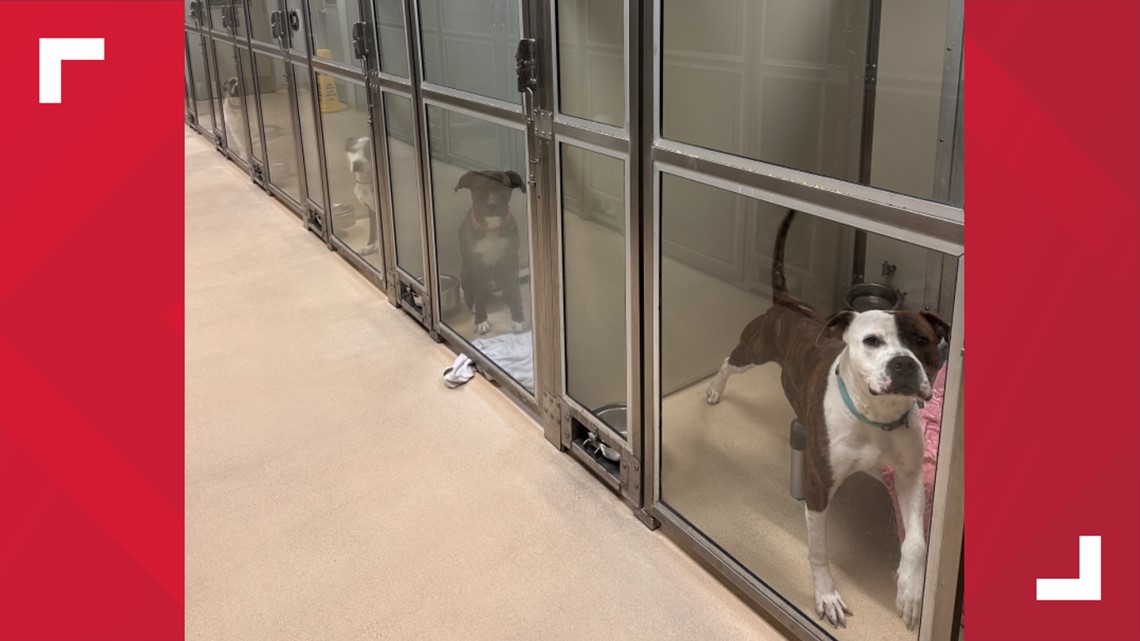 Olivette APA Needs Fosters After 35 Dogs Rescued | Ksdk.com