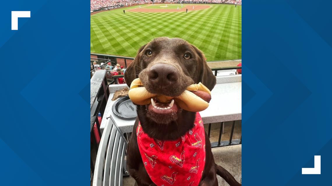 St. Louis dog finalist at the Thanksgiving Dog Show