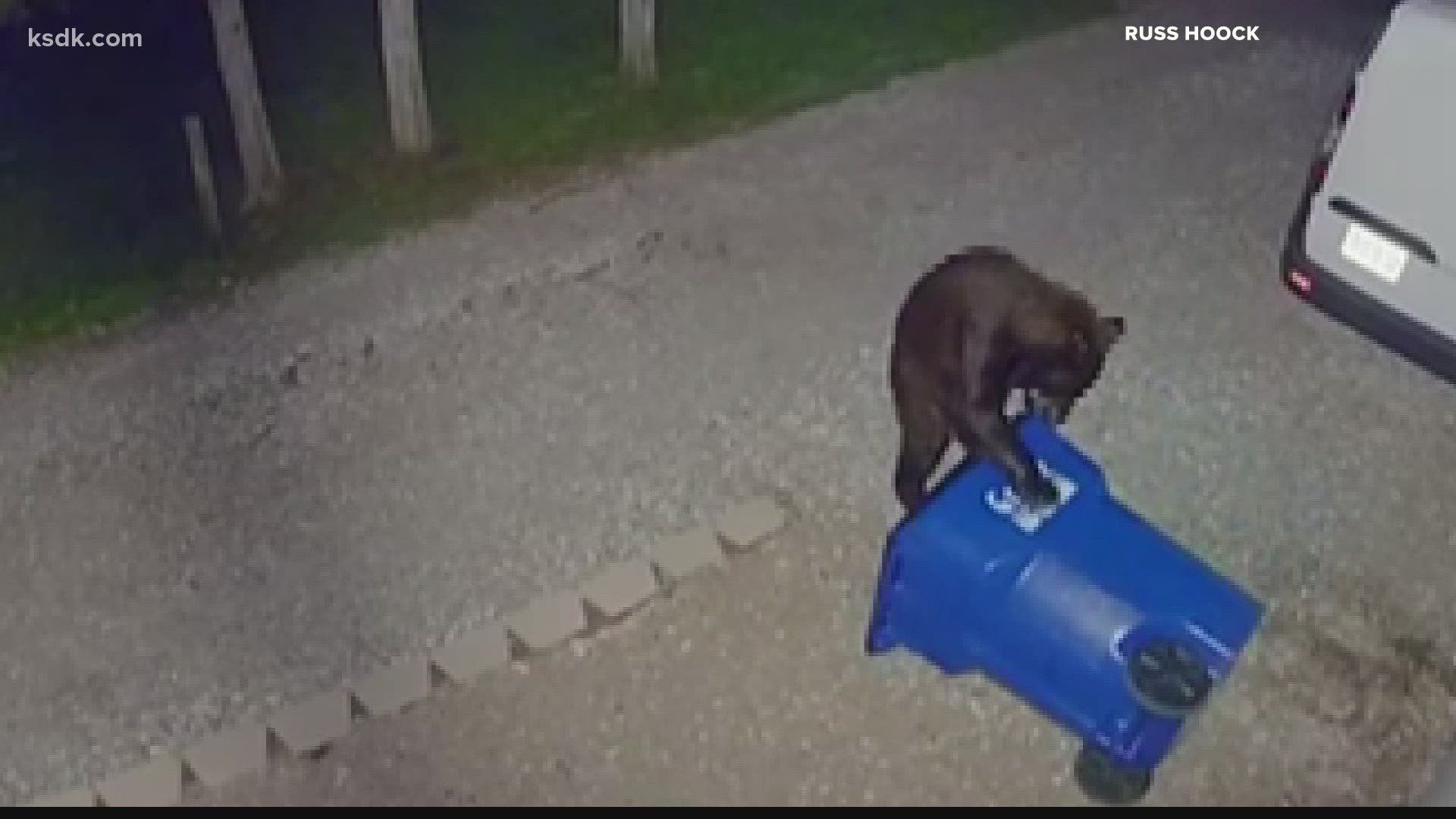 A family's Ring security video caught the bear tipping over a trashcan and snagging a bag of chips before running off into the woods