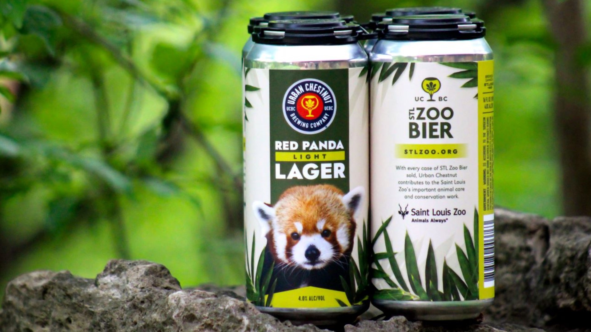 Urban Chestnut Brewing Company has partnered again with the Saint Louis Zoo on a special brew, the STL Zoo Bier Red Panda Light Lager.