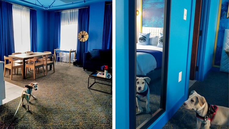 St. Louis hotel introduces 'canine concierge' in partnership with local rescue