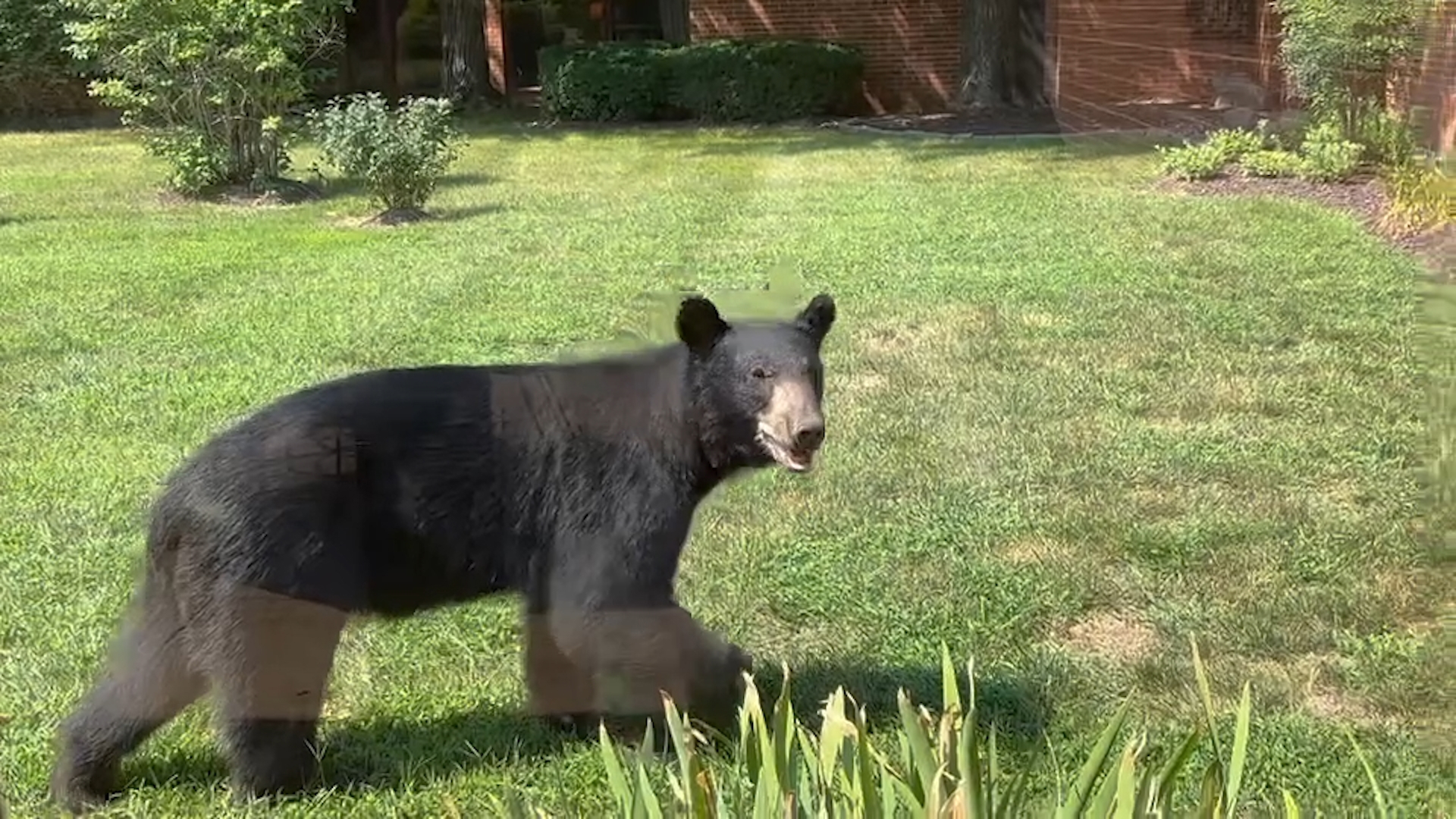 Sisters at the National Shrine of Our Lady of the Snows in Belleville captured a black bear roaming the grounds on Monday.