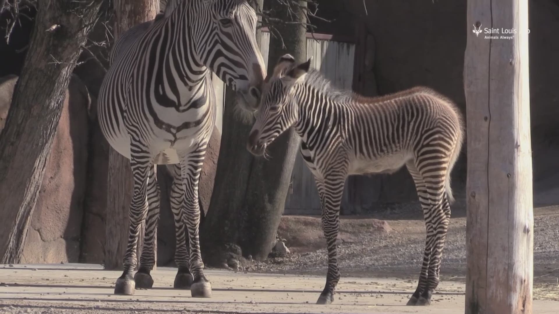 St. Louis Zoo welcomes new zebra | 0