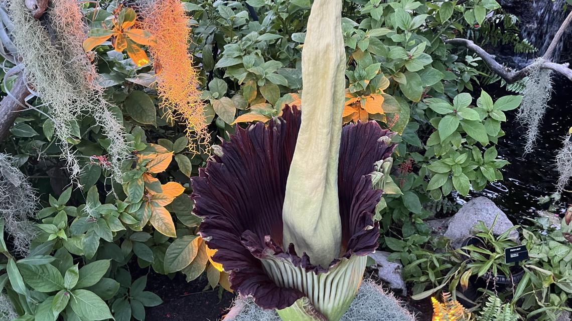 Death　Is　A　Flower On the brink of stink: Corpse flower bloom imminent at