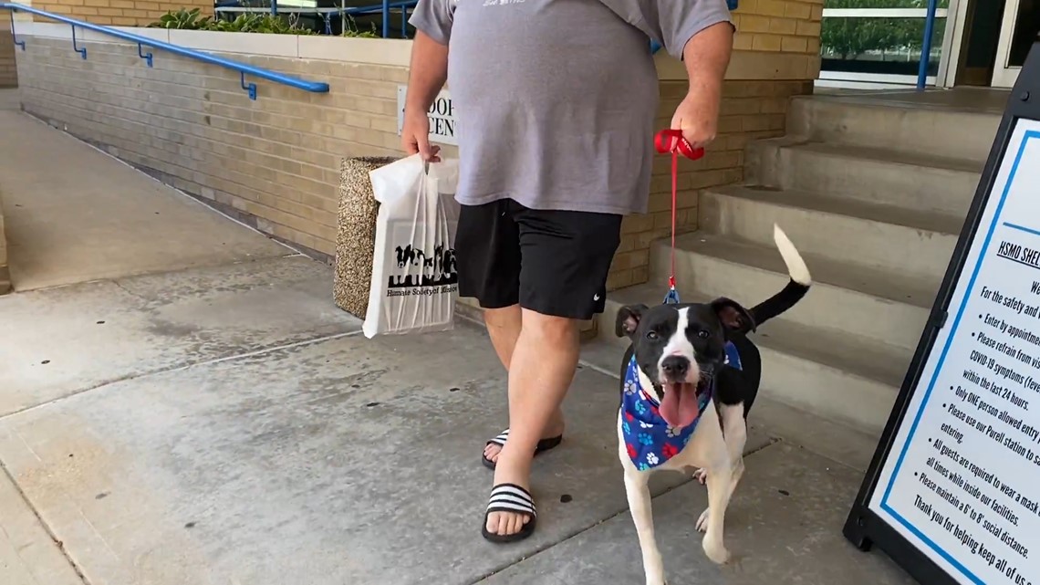 Humane Society of Missouri 1,000 pet adoptions curbside pickup 