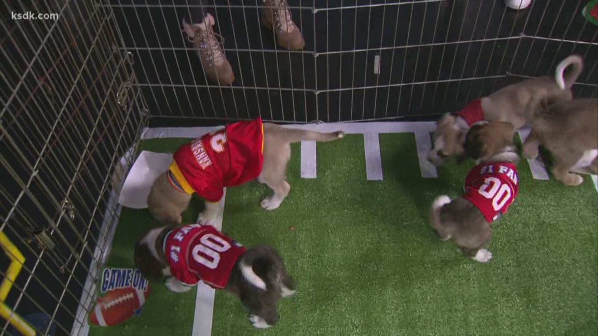The pups picked the Kansas City Chiefs to win the Super Bowl