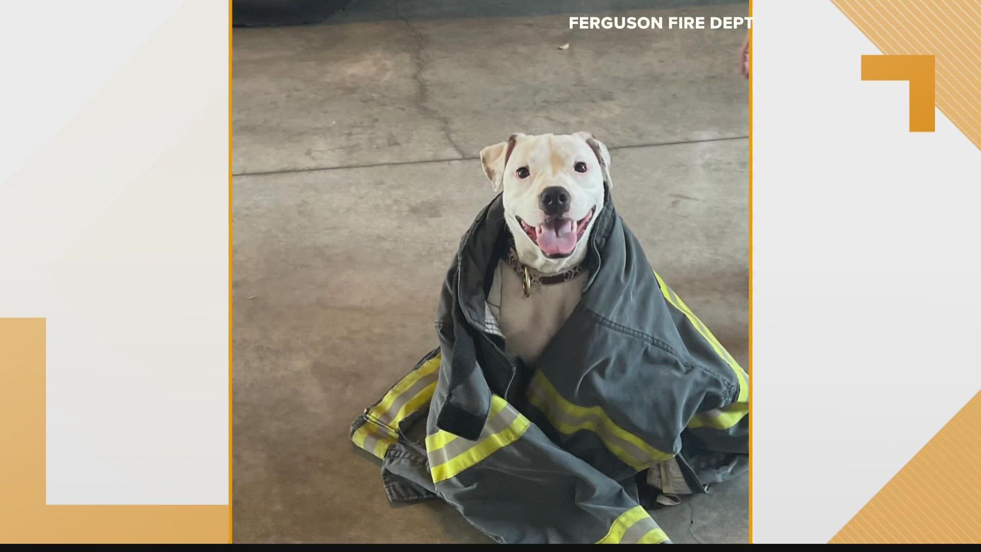 The new firehouse pup was found earlier this month wandering around by construction workers. The department needs help naming her.