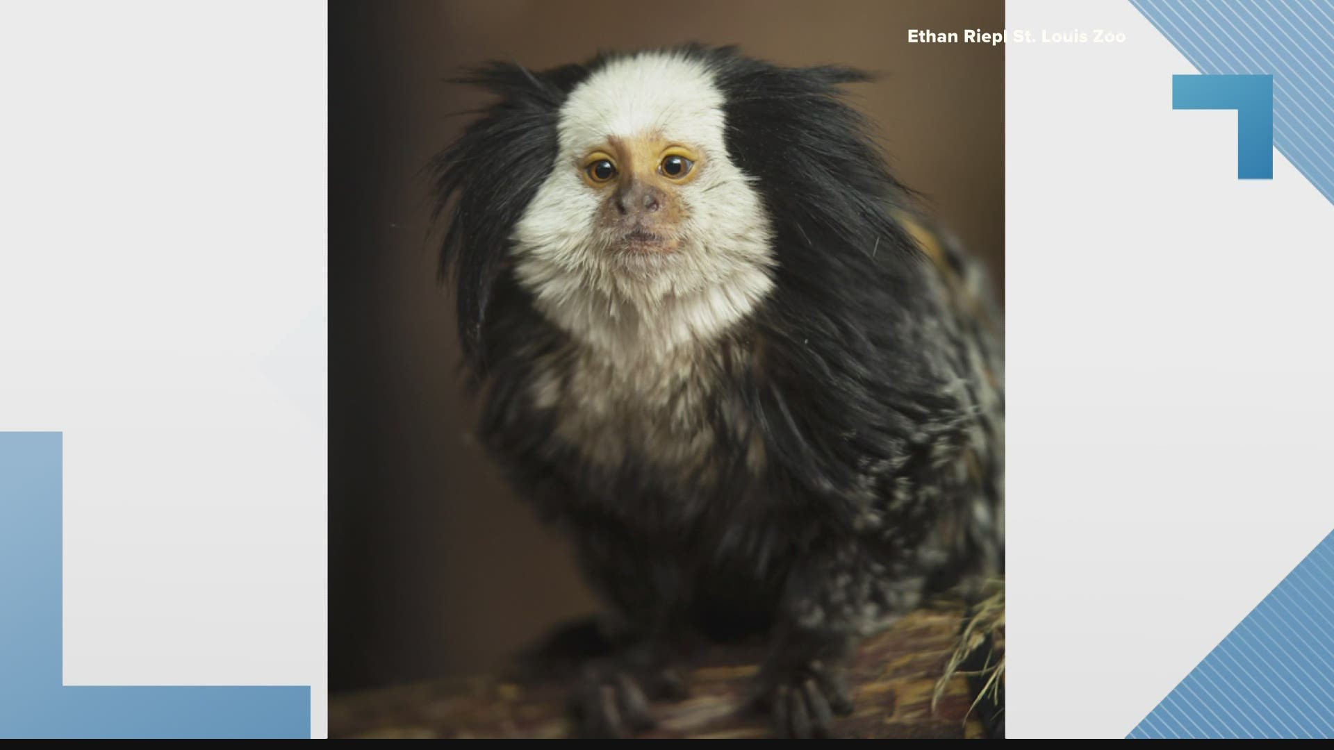 They are Geoffroy's marmosets, a new species to the zoo