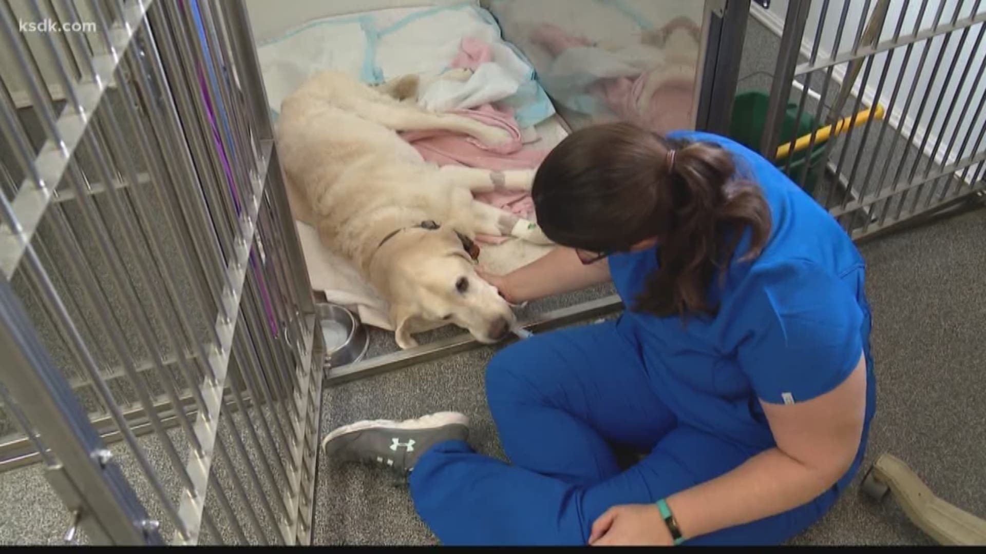What do you do if your furry friend gets sick in the middle of the night? Emergency hospitals for animals play a crucial role. We went inside one of the busiest animal ERs in the area that never closes.