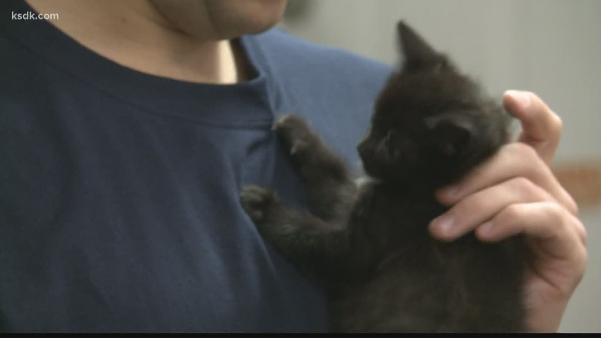 Five of the kittens were named after the firefighters who dug them out after they were swept into a storm drain.