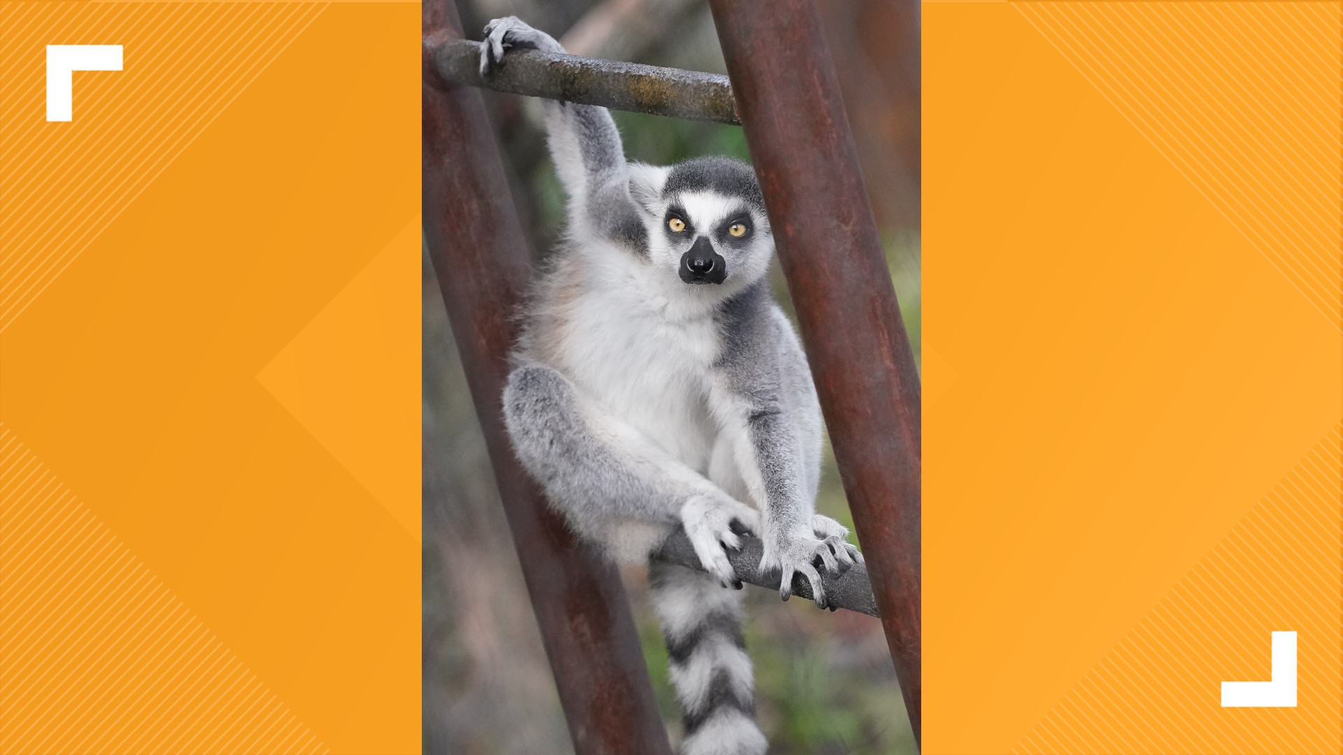 Saint Louis Zoo's new primate exhibit is like a treehouse for all