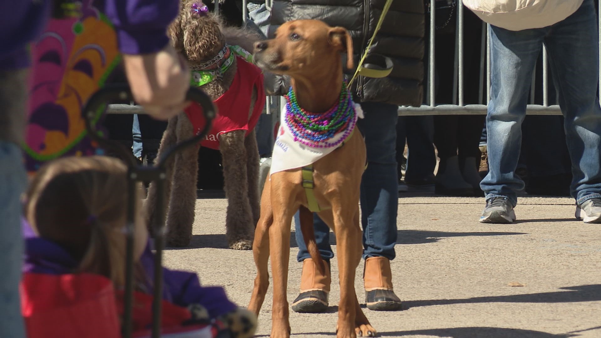 Soulard kicks of Mardi Gras festivities with Pet Parade