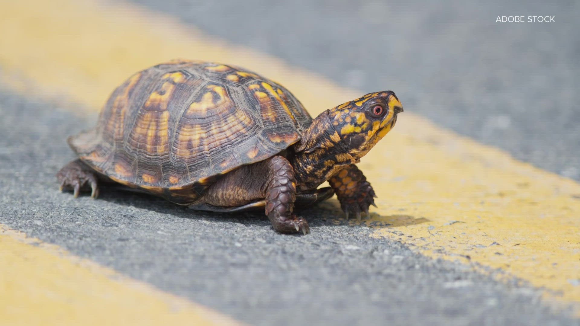 Researchers at the Saint Louis Zoo and Saint Louis University found box turtles have significant chances of encountering roadways. Here's how you can help them.