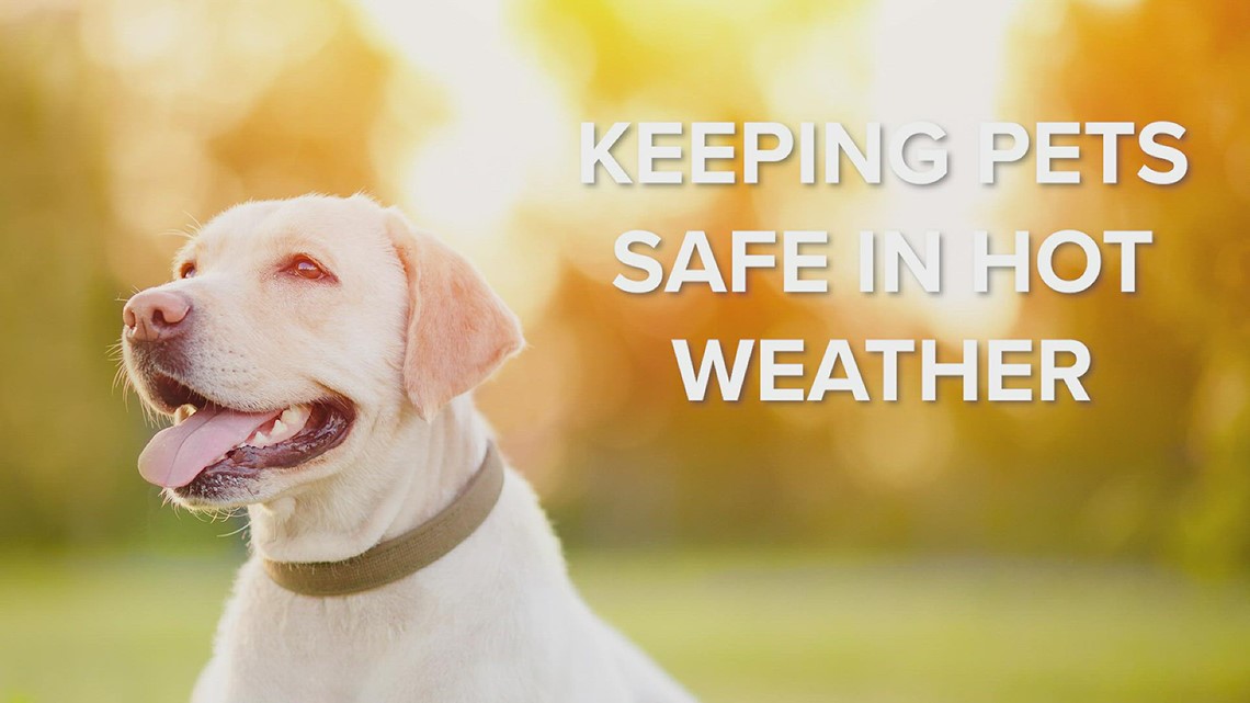Keeping your pet cool during the extreme heat | ksdk.com