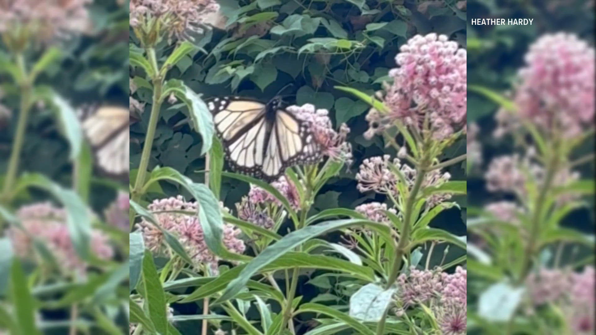 Bridgeton woman's backyard butterfly garden yields rare white monarch sighting