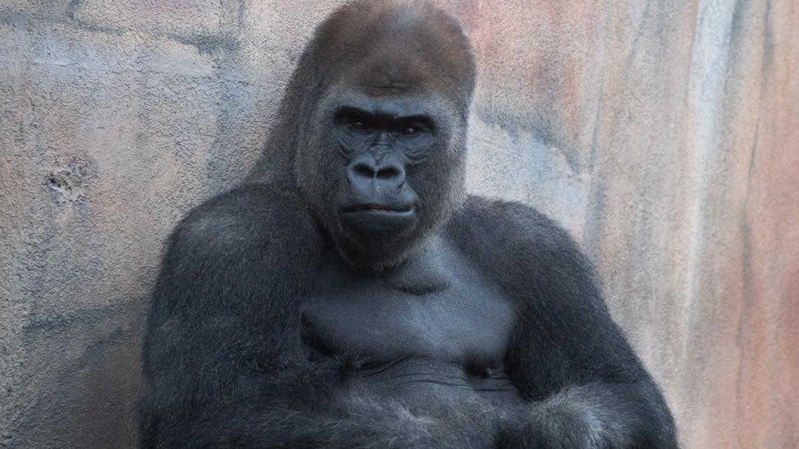 Bye-bye Bakari: Why a gorilla leaving the Saint Louis Zoo is good news for the species