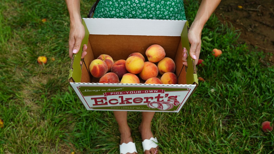 All About Peaches - How to Pick, Prepare & Store