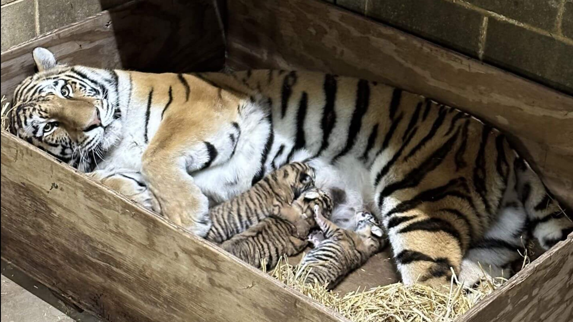 The zoo said the animal care team is monitoring Reka and the cubs, and they said Reka is feeding, cleaning and keeping them warm. Video Credit: Saint Louis Zoo