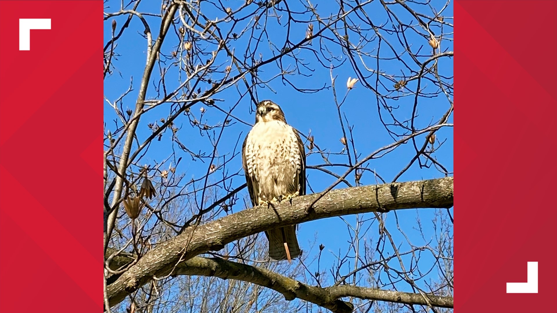 Redtailed hawk is rescued after following woman around her yard