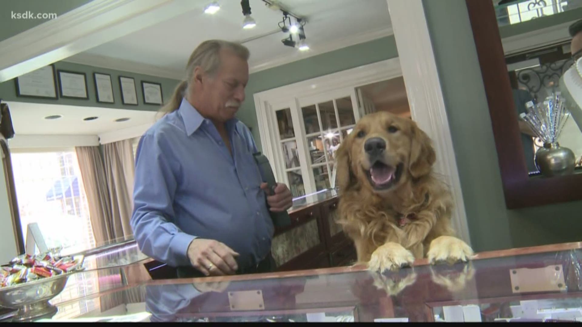 Summit Jewelers is holding a Stray Rescue Adoption and Fundraising event.