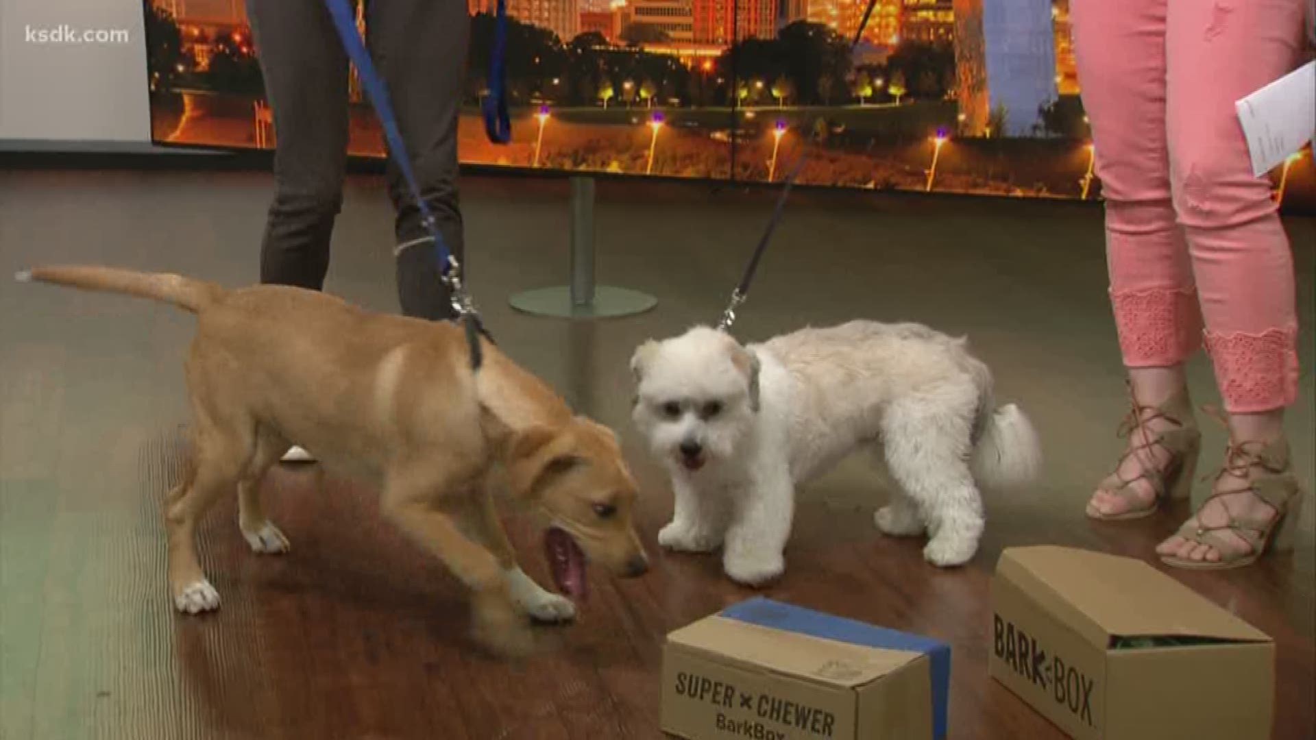 Show Me St. Louis dogs try out BarkBox.