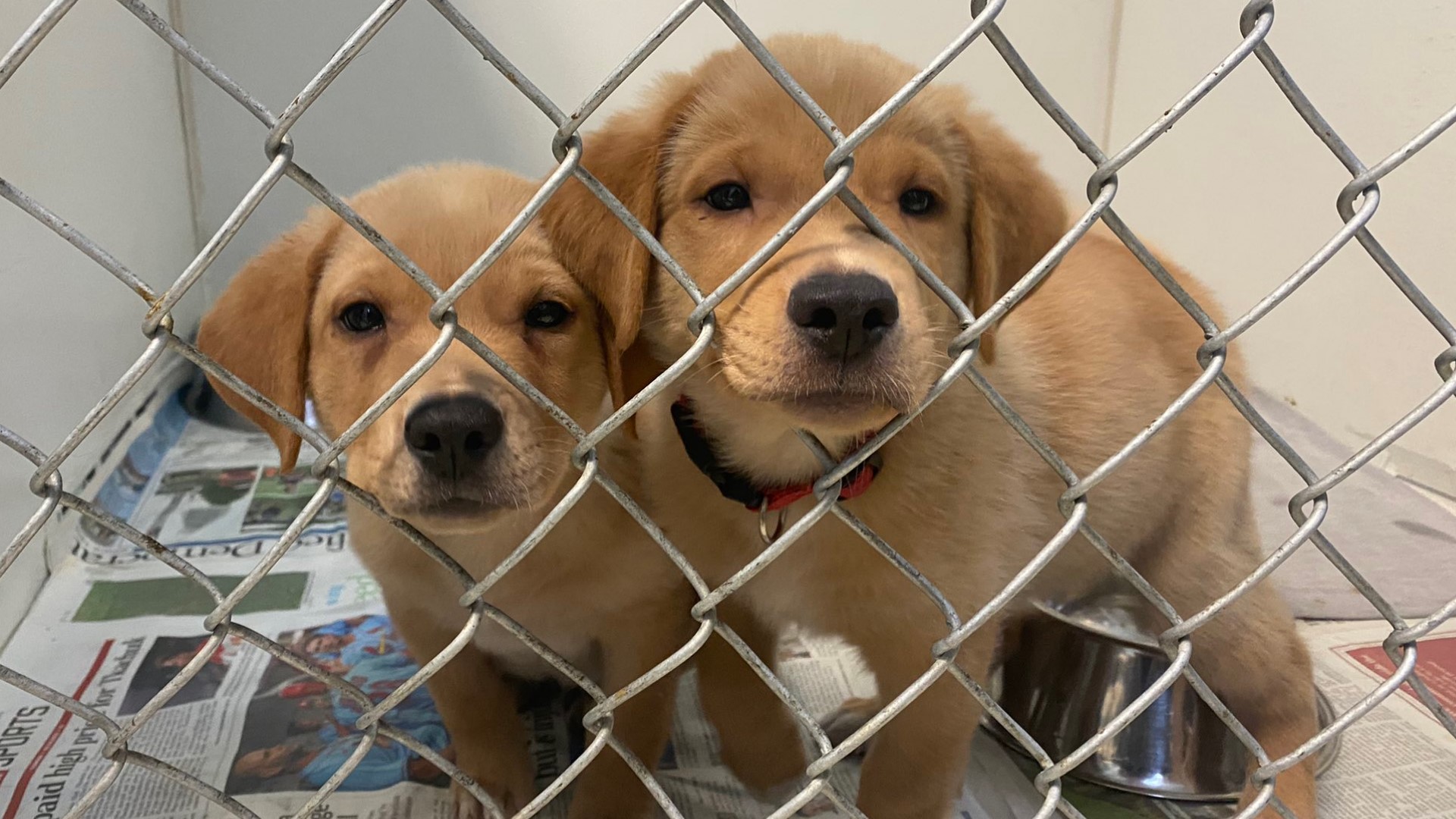 The Franklin County Humane Society has no more space for animals. It's a problem that's taking over shelters nationwide.