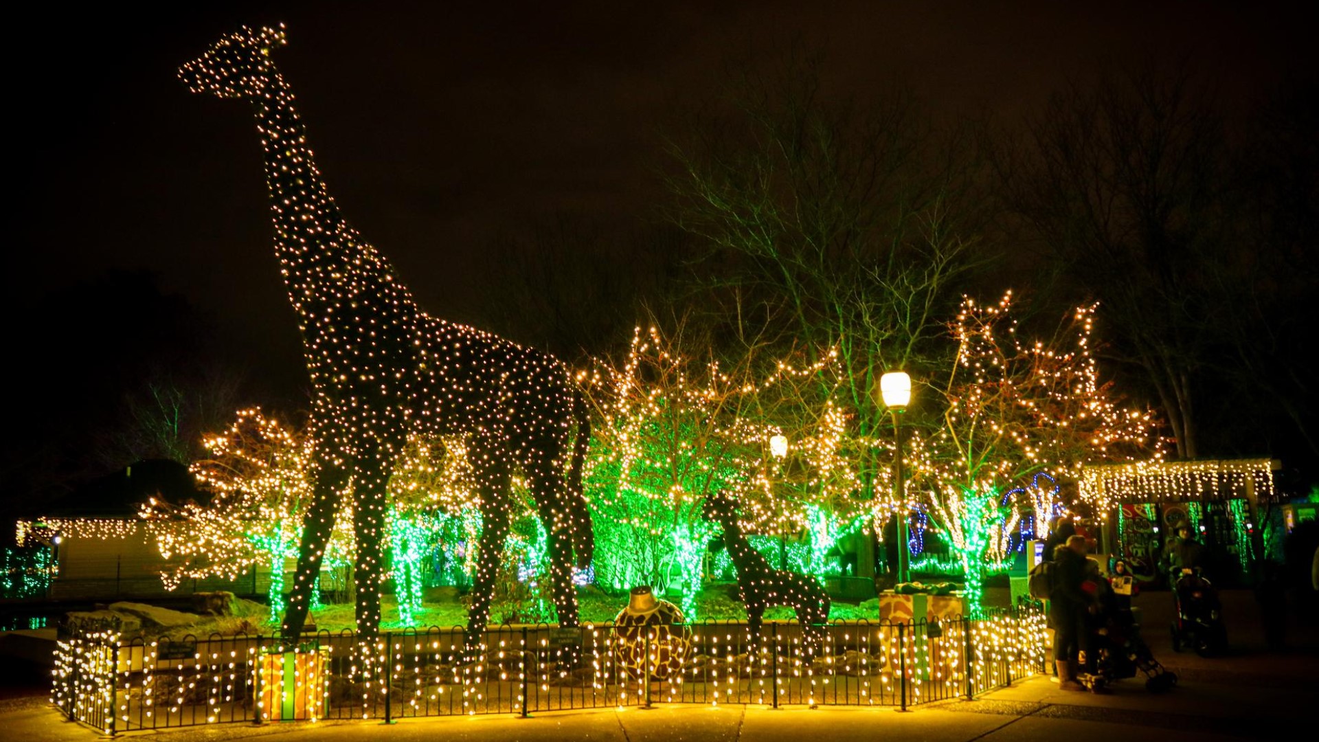 Wild Lights at Saint Louis Zoo back in November | ksdk.com