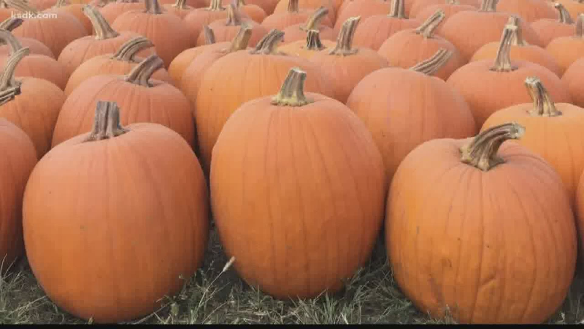 STL Motherhood Blogger, Denise Bertacchi, gave viewers a list of her favorite pumpkin patches in the St. Louis area.