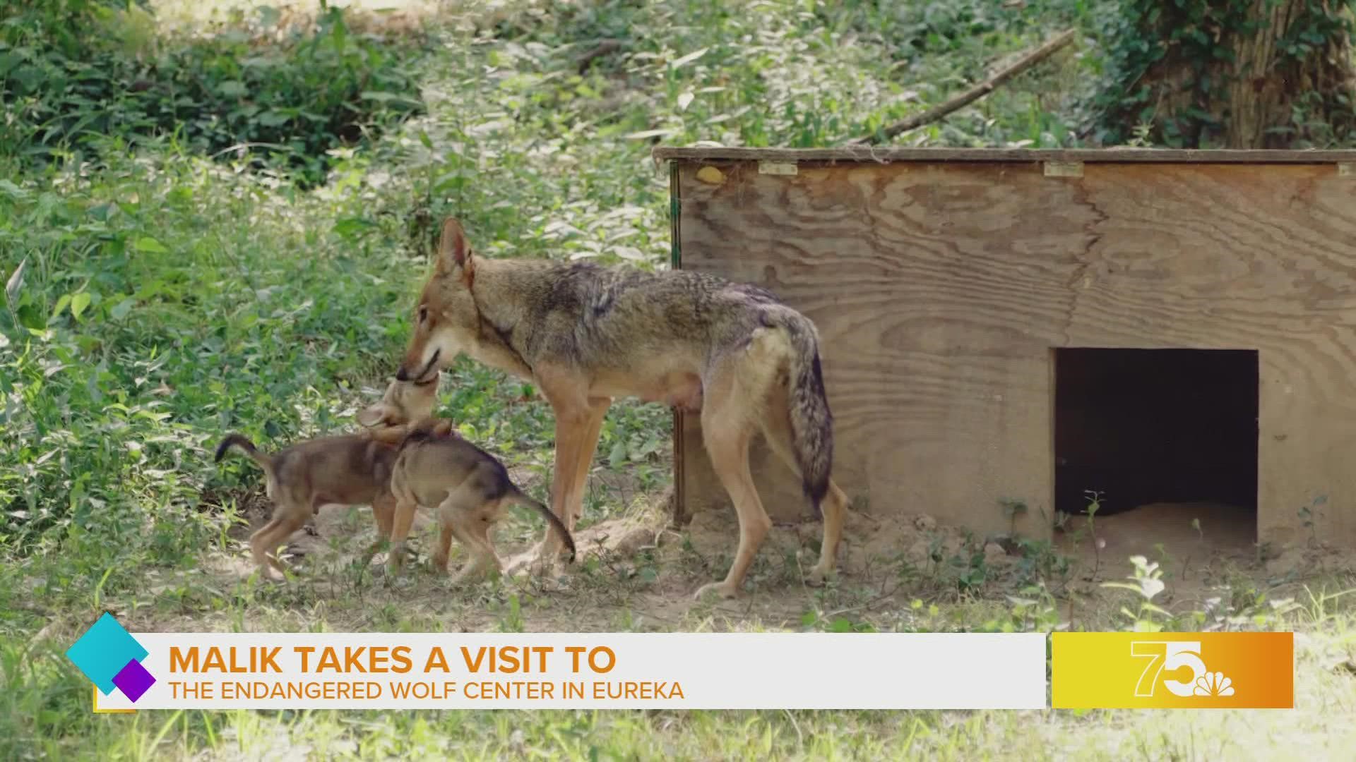 The Endangered Wolf Center has been leading the pack in conserving endangered wolf species. For more information visit endangeredwolfcenter.org.