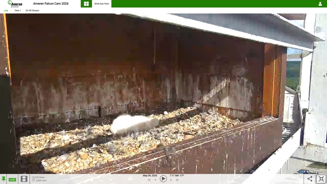 4 peregrine falcon chicks take their 1st breaths at Ameren energy center
