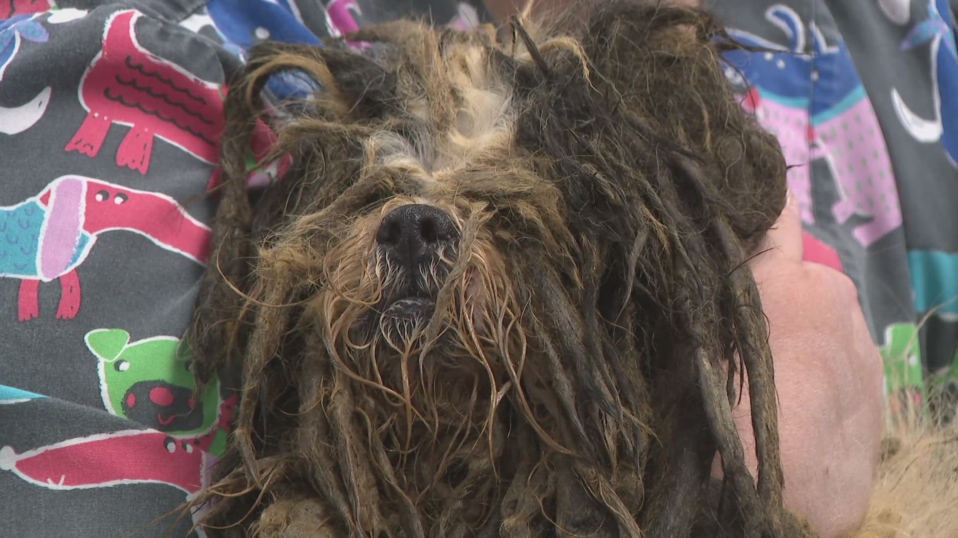 Humane Society of Missouri rescues more than 150 dogs from Christian ...