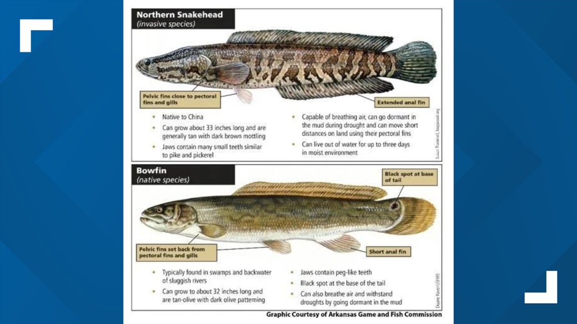 Missouri Department of Conservatio: Don't use invasive species as bait