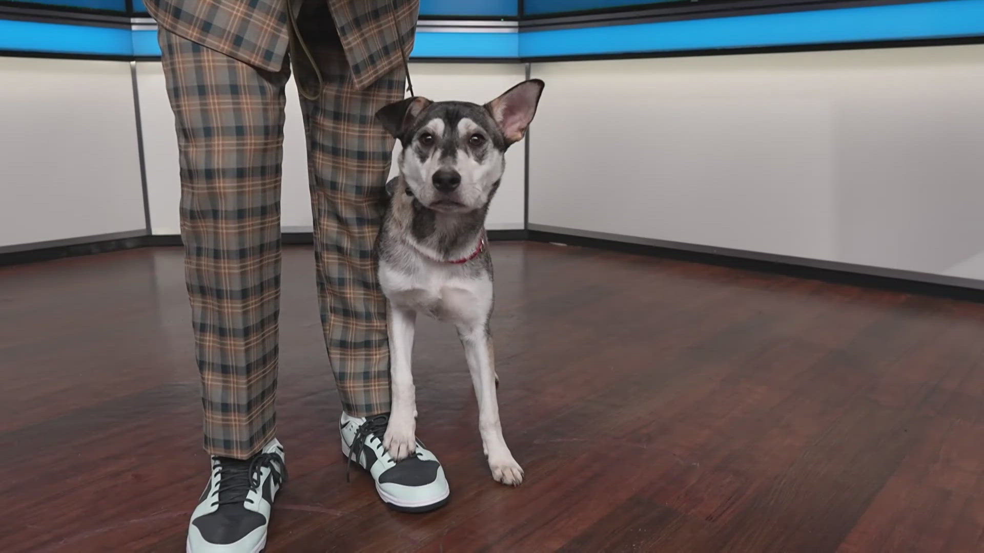 Sammy's Stars: June 11, 2024 | ksdk.com