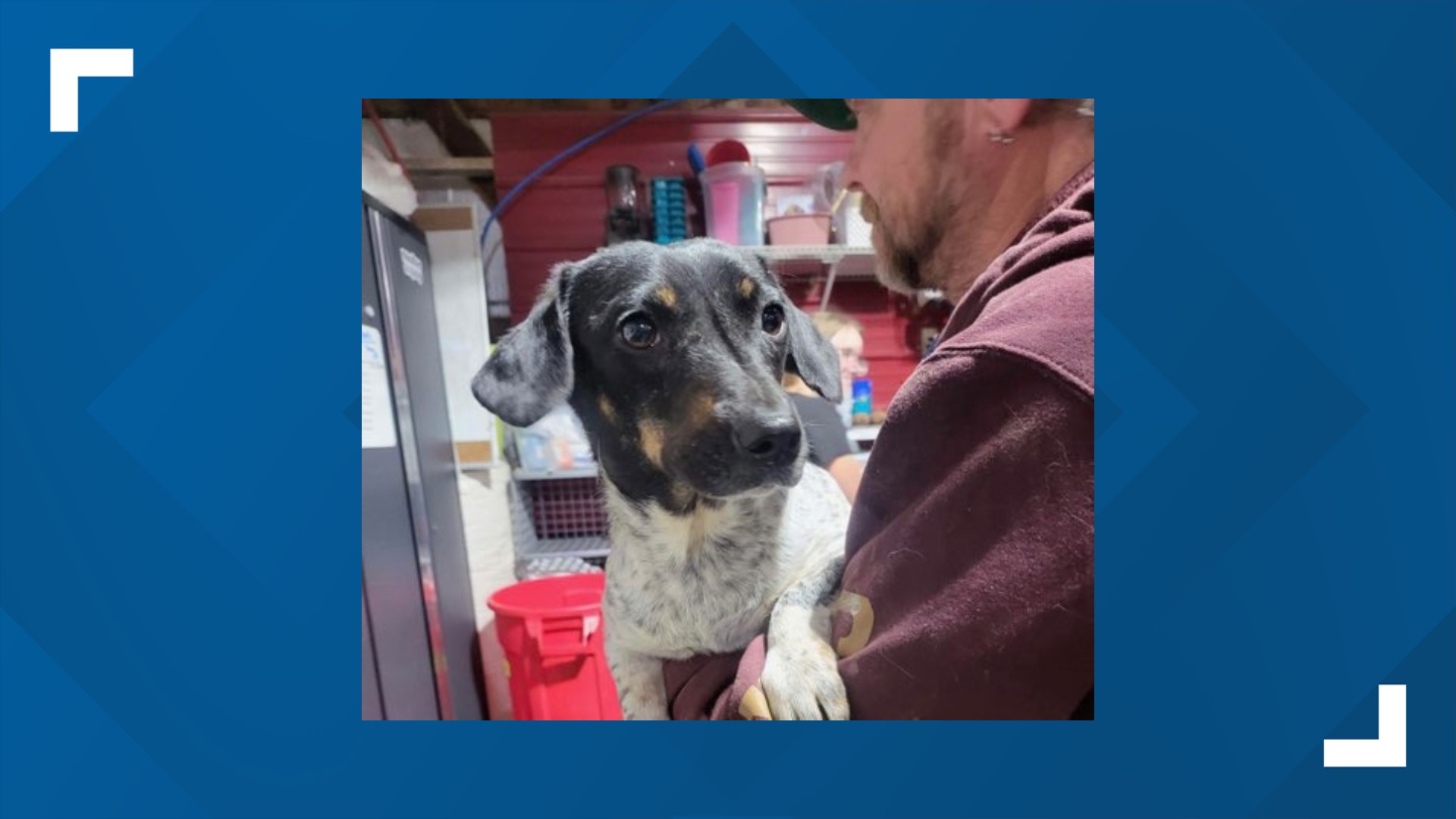 Dogs rescued from deplorable conditions in Franklin County | ksdk.com