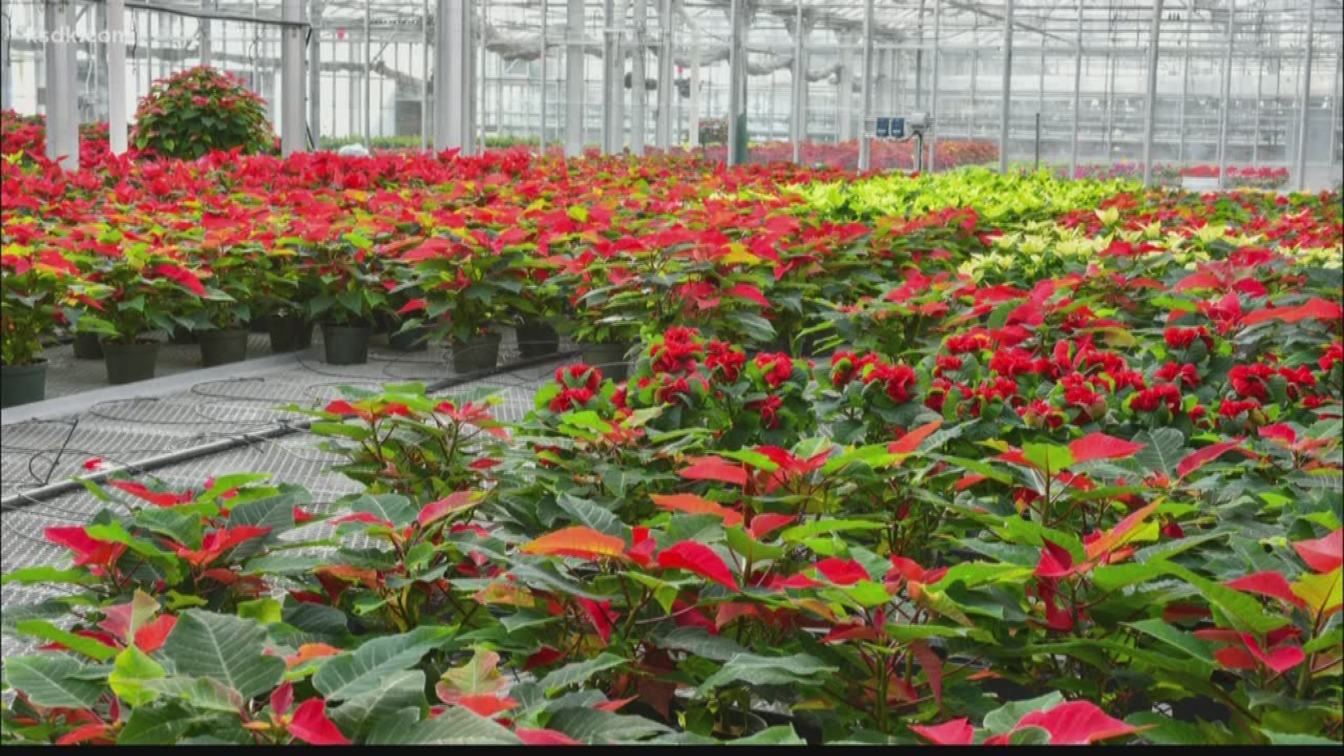 Christmas In July 2022 Ksdk Christmas In July At Missouri Botanical Garden | Ksdk.com