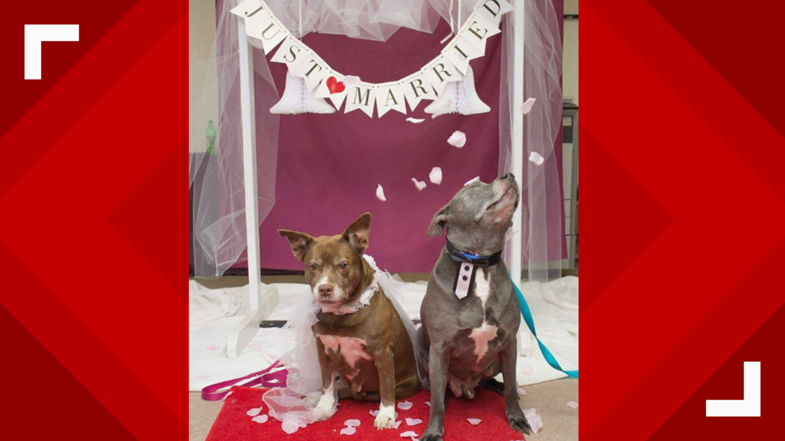 Senior dogs get ‘married’ at shelter to help them be adopted together