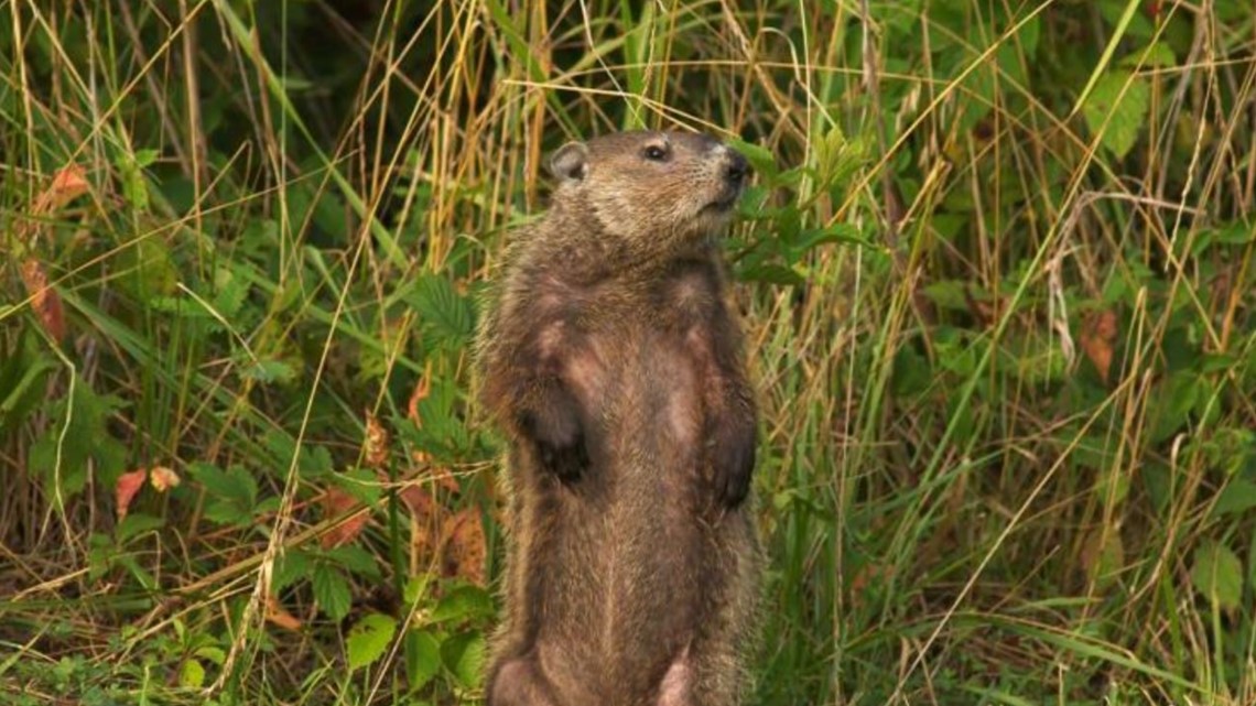 groundhog day in missouri