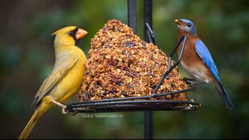 Rare 'yellow' cardinal captured by St. Louis Cardinals photographer