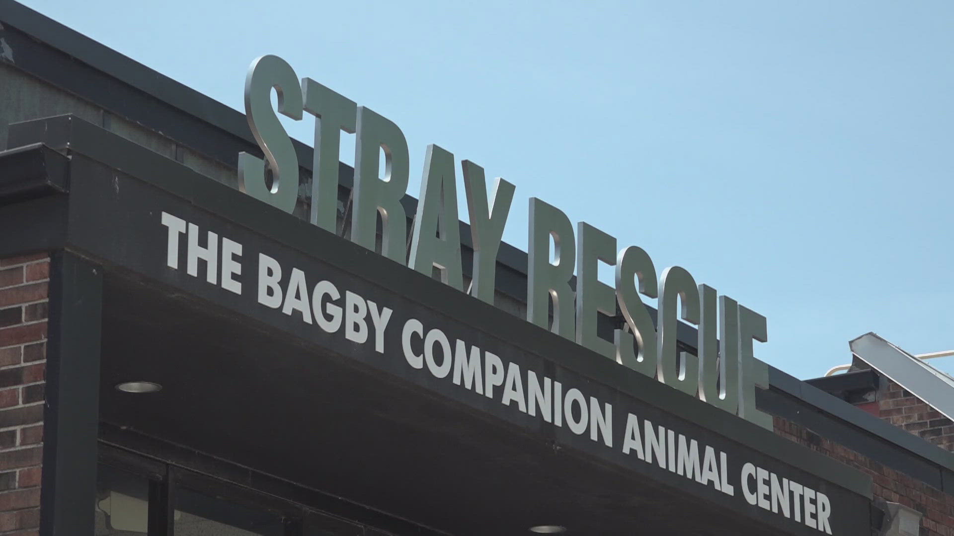 Stray Rescue seeks foster homes amid critical capacity | ksdk.com