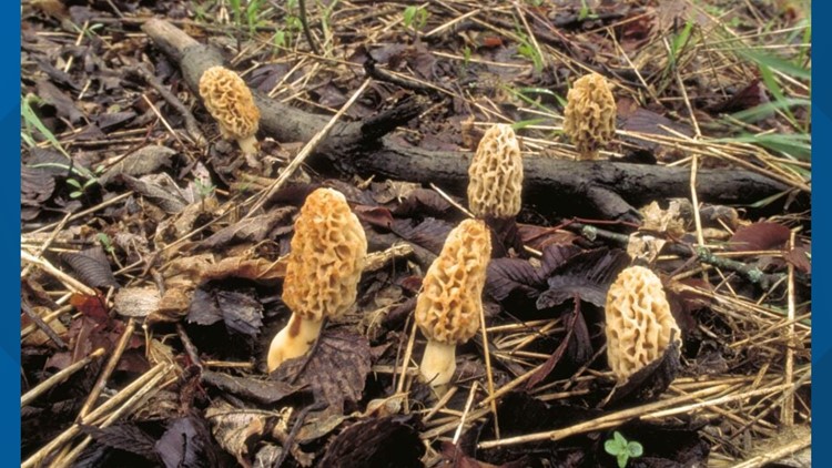 Morel season is here. Here's how to find them