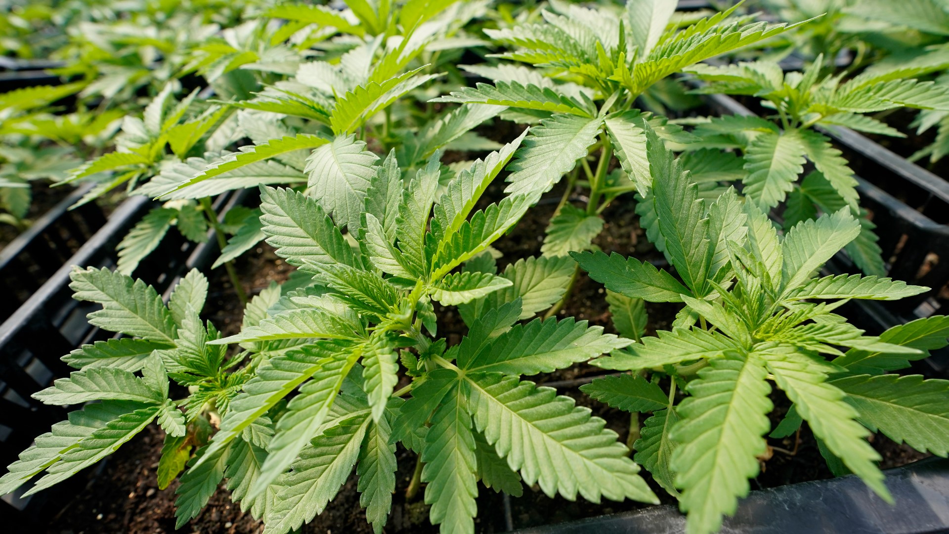 When will recreational marijuana be legal in Missouri?