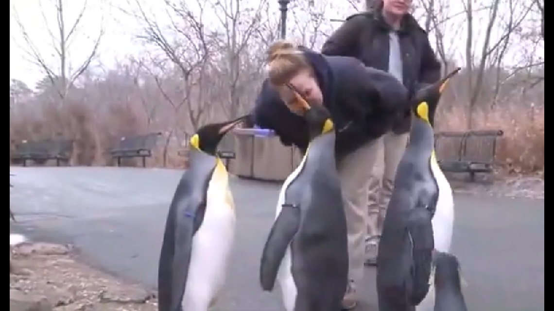 The Saint Louis Zoo is closed for the day, but you can watch cute penguins here | www.neverfullmm.com
