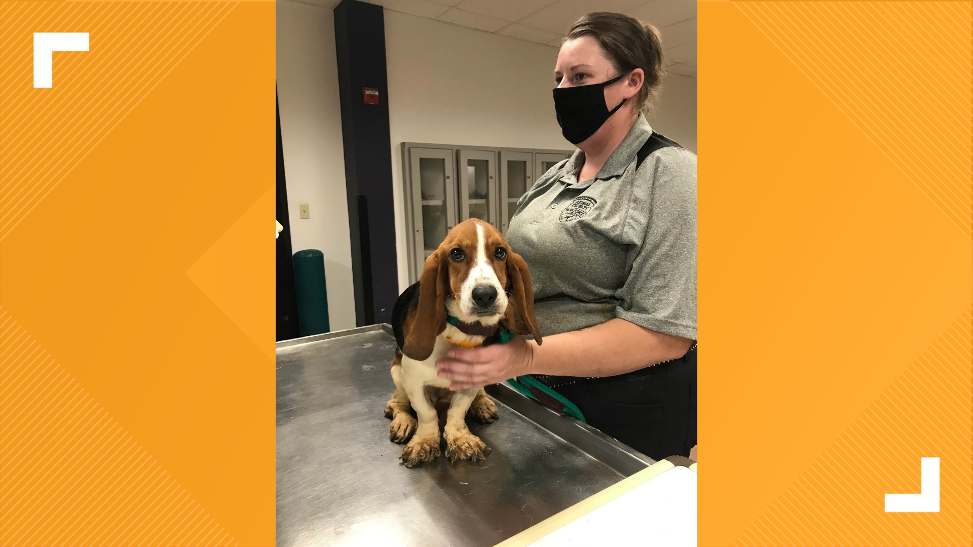 Franklin County dogs rescued to be up for adoption soon | ksdk.com
