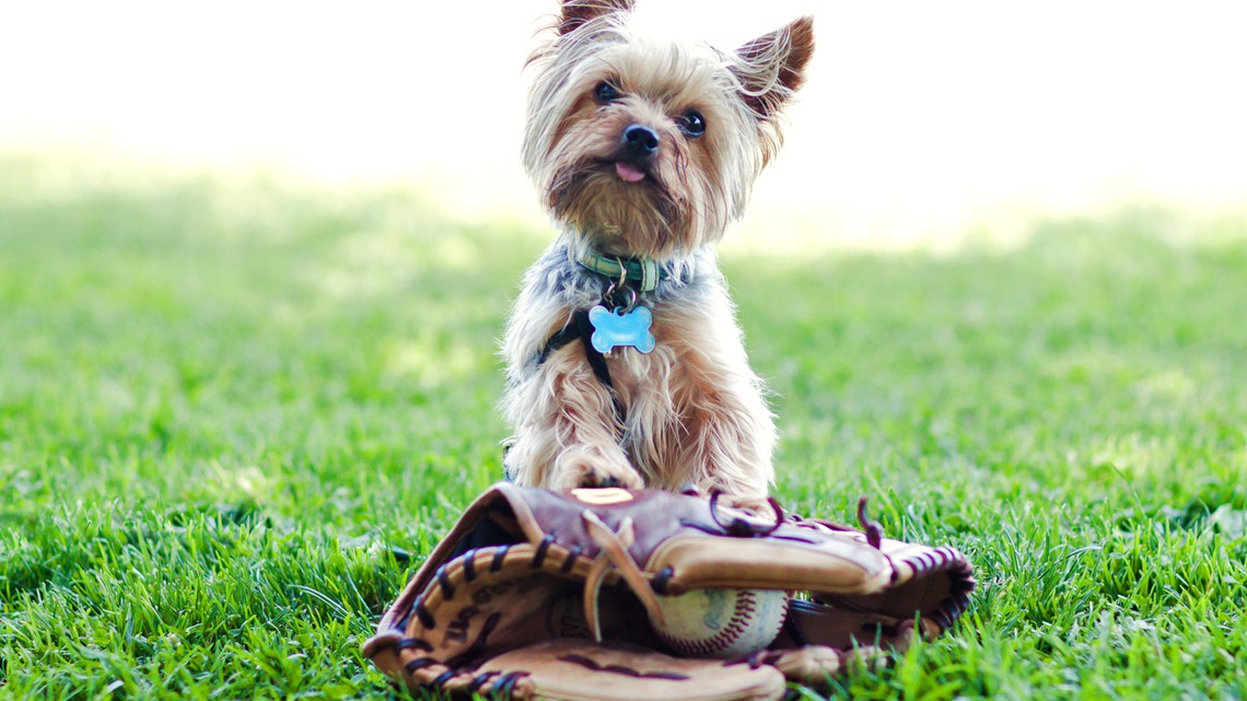 Pooches in the Ballpark - Travel Tails