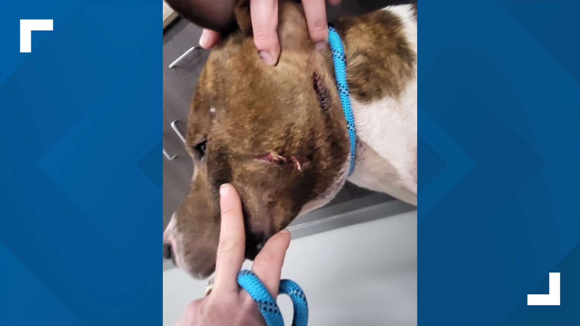 Dogs rescued from deplorable conditions in Franklin County | ksdk.com