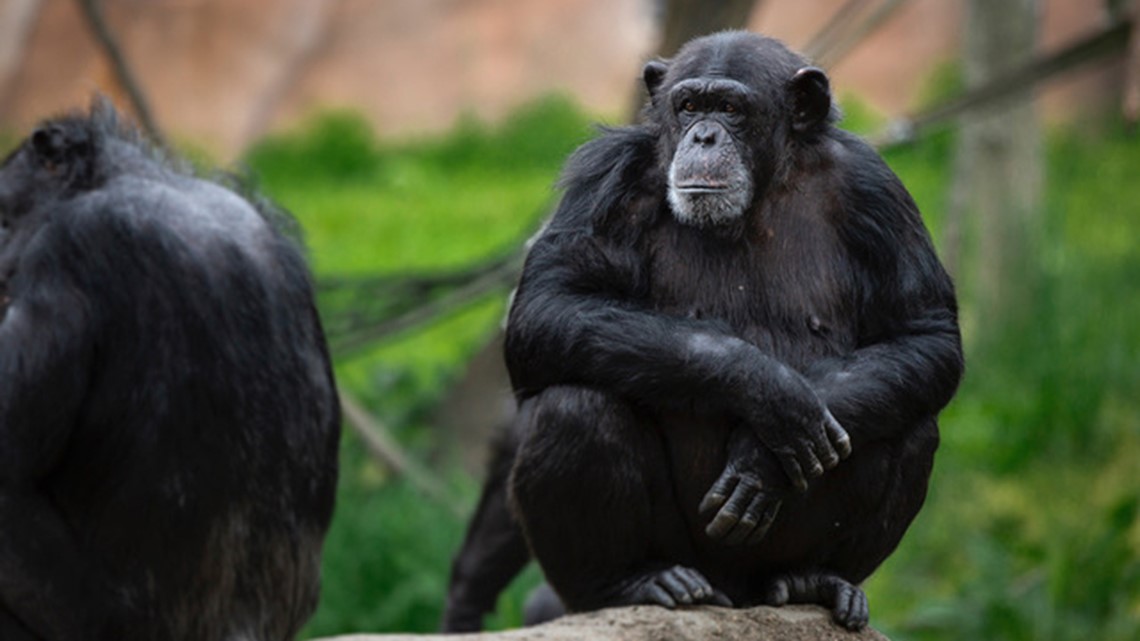 Saint Louis Zoo announces chimpanzee is pregnant | ksdk.com