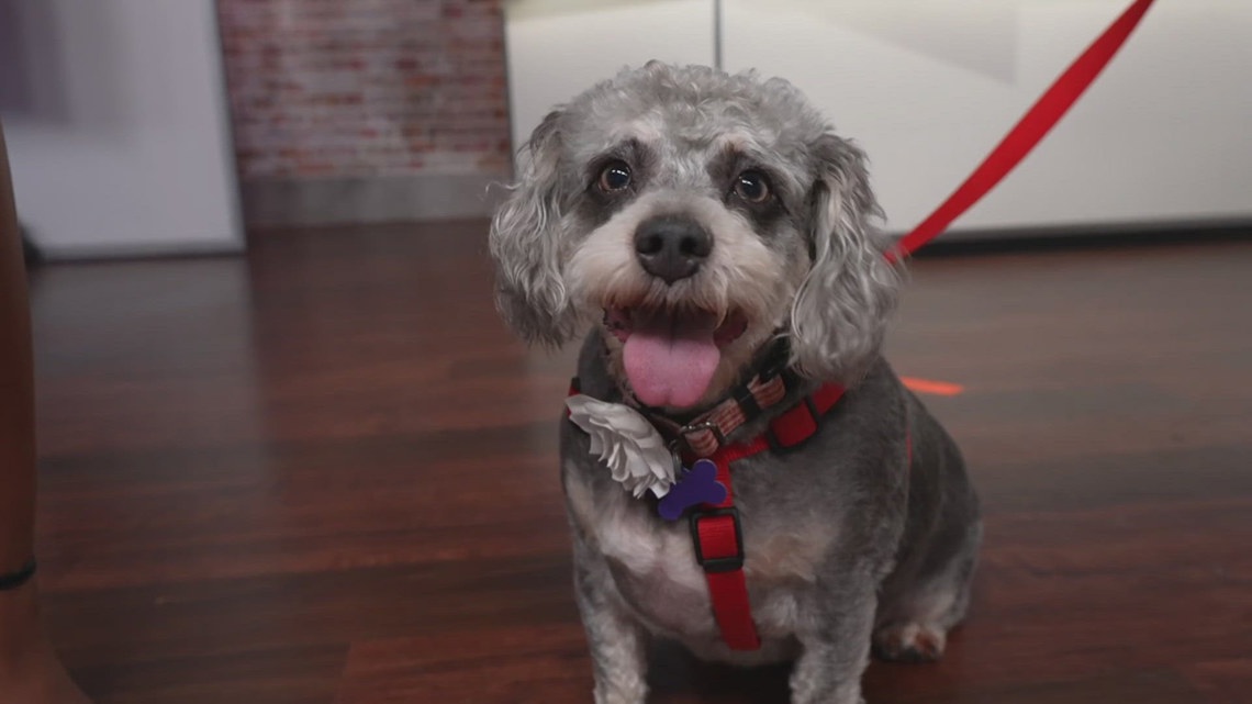 Sammy's Stars: July 25, 2024 | ksdk.com