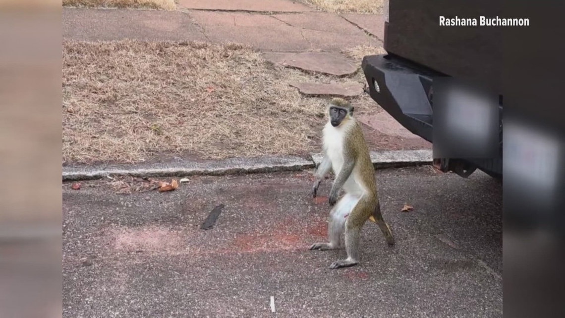 St. Louis Health Department will waive charges for anyone turning monkeys in as search continues