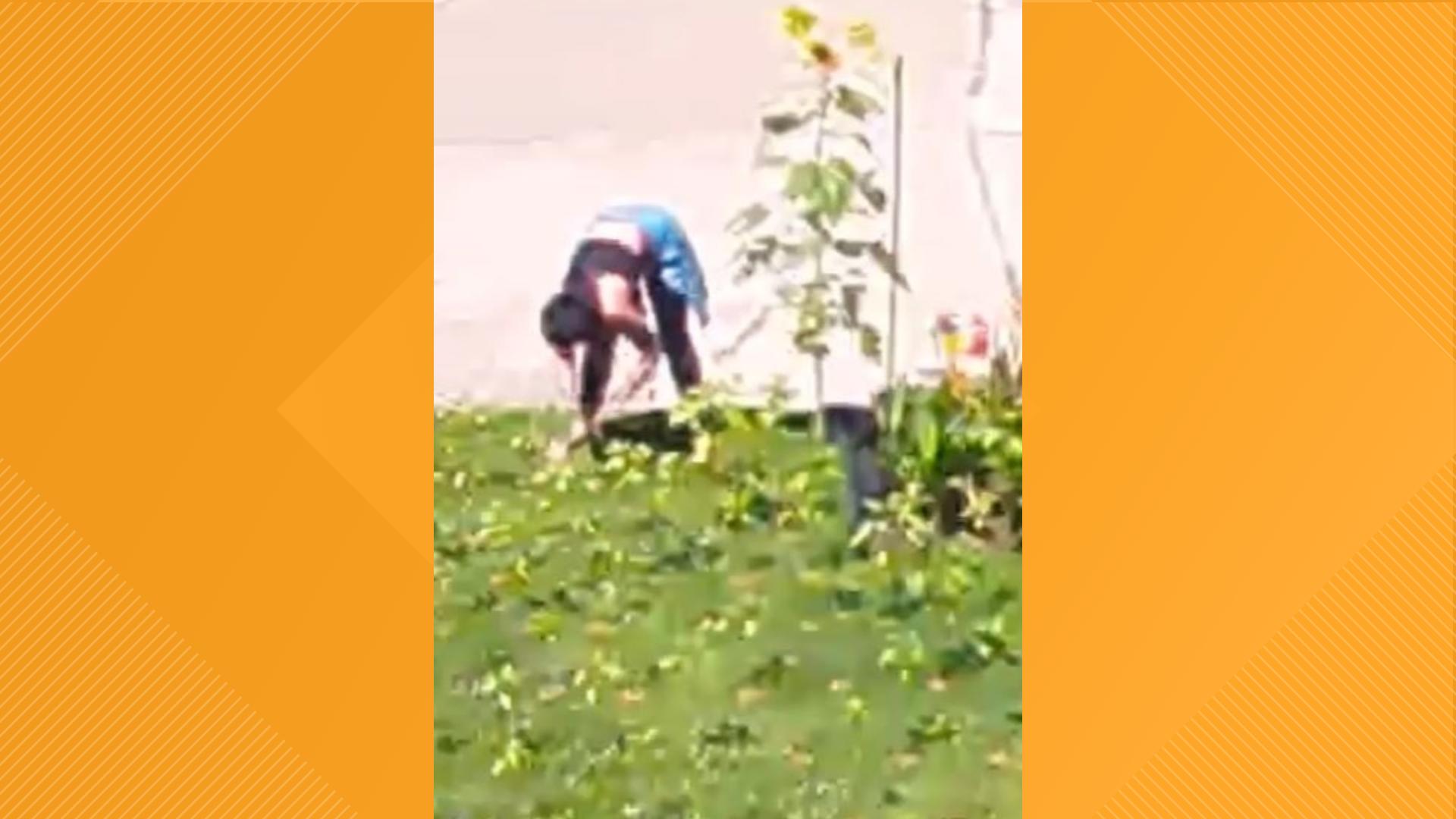 Chris Bank's home camera recorded the moment she exited her car and started cutting his sunflowers.